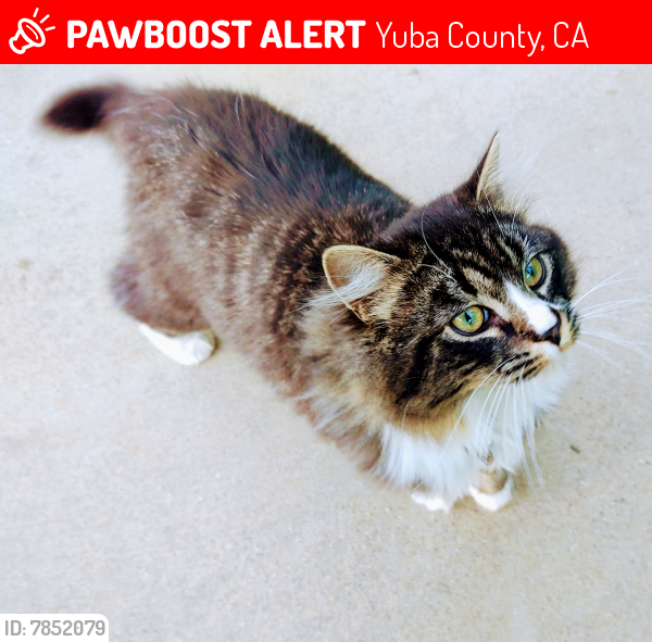 Lost Male Cat in Yuba County, CA 95962 Named Wolfie (ID 7852079