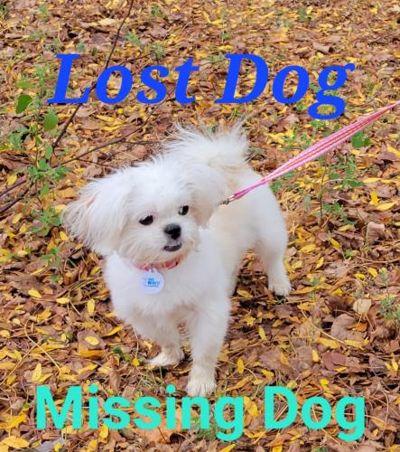 Lost Female Dog last seen Near s Mackinaw Avenue , Chicago, IL 60617