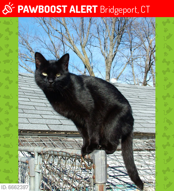 Lost Male Cat last seen Near York Street Bridgeport CT 06610, Bridgeport, CT 06610