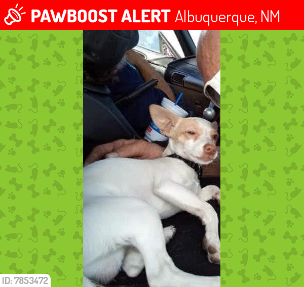 Lost Male Dog last seen 2nd and Gregos ne, Albuquerque, NM 87107
