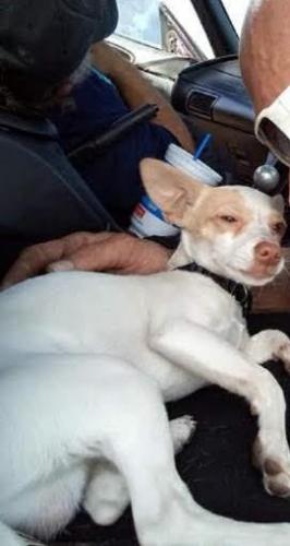Lost Male Dog last seen 2nd and Gregos ne, Albuquerque, NM 87107