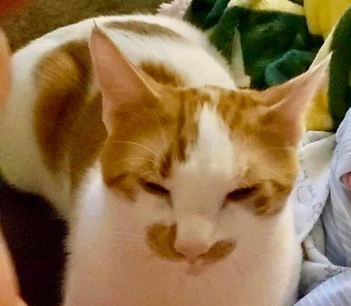 Lost Male Cat last seen 23rd Ave and Greenway , Phoenix, AZ 85023