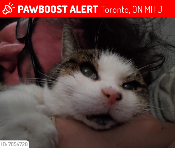 Lost Male Cat last seen Blood st and Dufferin st., Toronto, ON M6H 3J4
