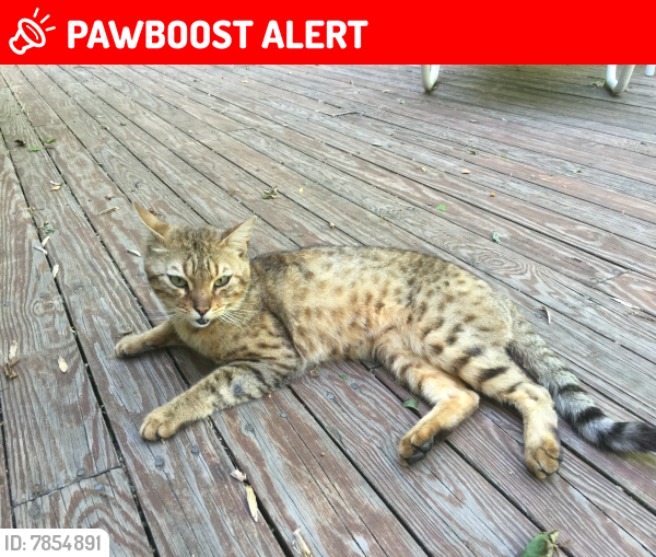 Lost Male Cat last seen Van Syckels and Anderson, Spruce Run, Union Twp, Hunterdon County, NJ 08809