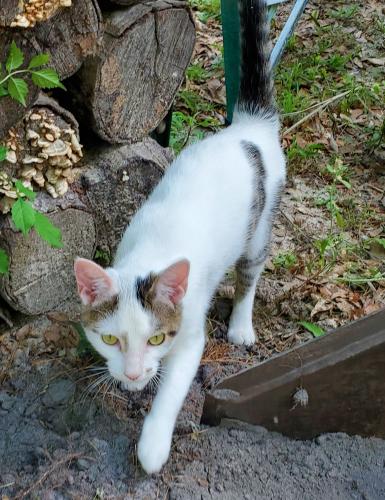 Found/Stray Male Cat last seen Suwannee Vally Rd near Everett., White Springs, FL 32096