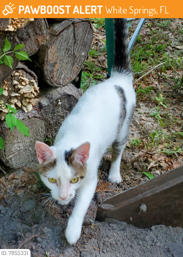 Found/Stray Male Cat last seen Suwannee Vally Rd near Everett., White Springs, FL 32096