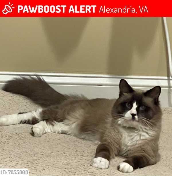Lost Male Cat last seen Near Beacon Hill Rd Alexandria VA 22307, Alexandria, VA 22306