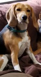 Lost Female Dog last seen Price Blvd and Cranberry Blvd, North Port, FL 34286