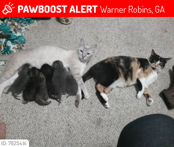 Warner Robins, GA Lost Female Cat, Izzy Is Missing PawBoost