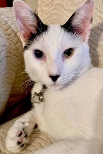 Lost Male Cat last seen Power and Brown, Mesa, AZ 85207