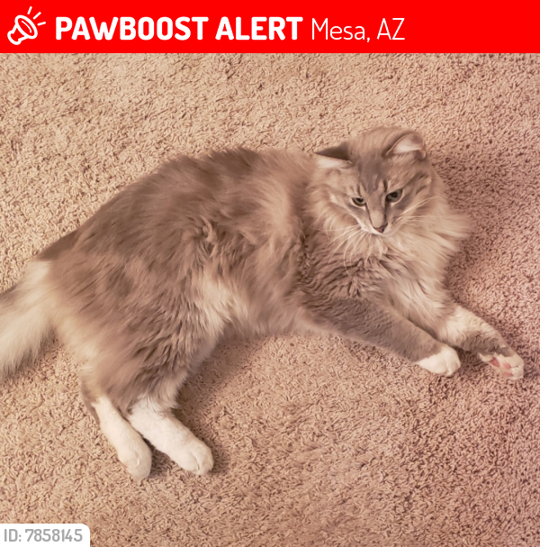 Lost Male Cat last seen 75th & medina, Mesa, AZ 85209