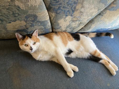 Lost Female Cat last seen Hamilton Lane & Mission Road, Fallbrook, CA 92028