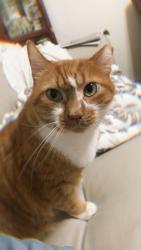 Lost Male Cat last seen Torredge Road, Snow Hill Road Durham, NC 27712, Durham, NC 27712