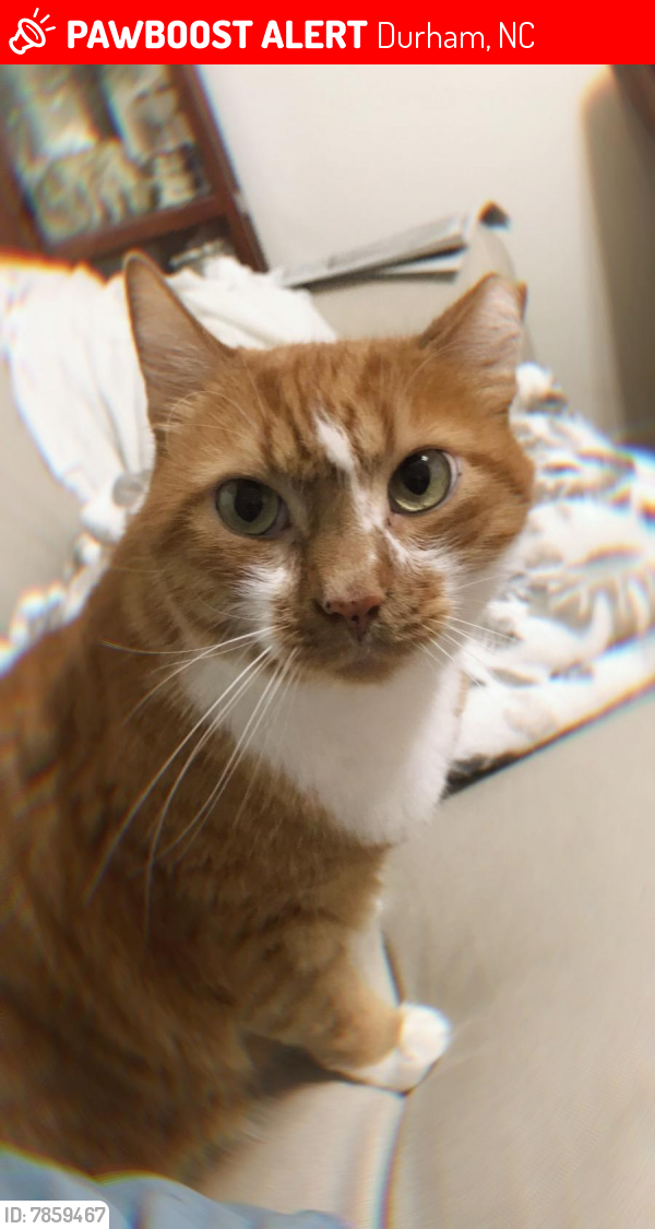 Lost Male Cat last seen Torredge Road, Snow Hill Road Durham, NC 27712, Durham, NC 27712
