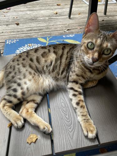 Lost Female Cat last seen Golf course square, Reston, VA 20191
