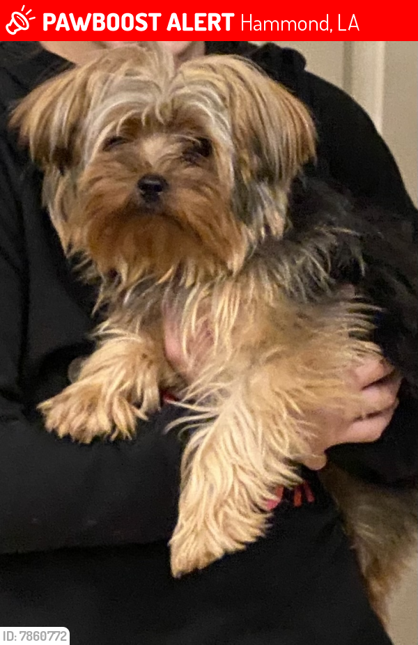 Hammond, LA Lost Female Dog, Ellie Mae Is Missing PawBoost