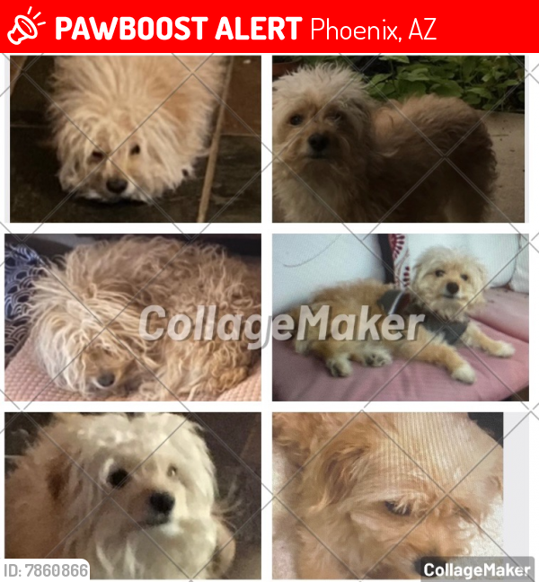 Lost Male Dog last seen Near st and northern ave Phoenix Arzina, Phoenix, AZ 85020