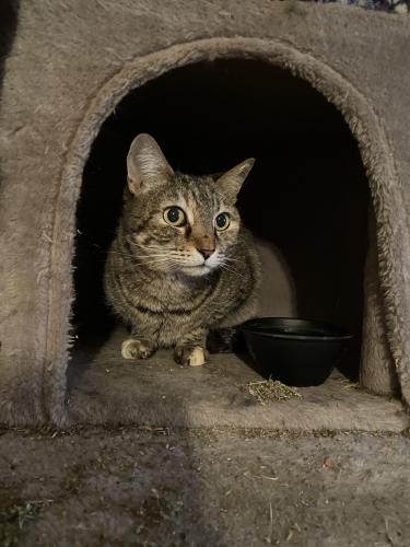 Found/Stray Female Cat last seen Power & McDowell, East Mesa, Mesa, AZ 85215