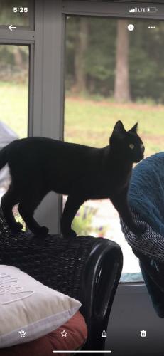 Lost Female Cat last seen Cummings drive and Dogburn in Orange, Orange, CT 06477