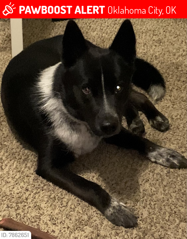 Lost Male Dog last seen Sonic on 89th near may, Oklahoma City, OK 73159