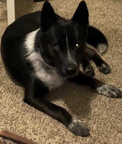 Lost Male Dog last seen Sonic on 89th near may, Oklahoma City, OK 73159