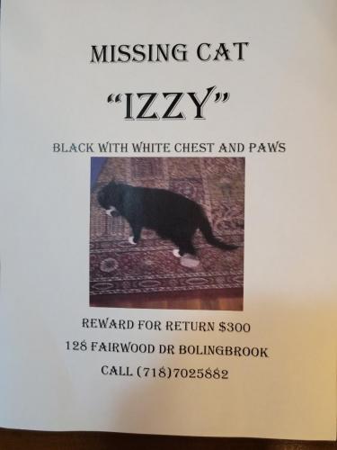 Lost Female Cat last seen Fairwood Drive, Bolingbrook, Il, Bolingbrook, IL 60440