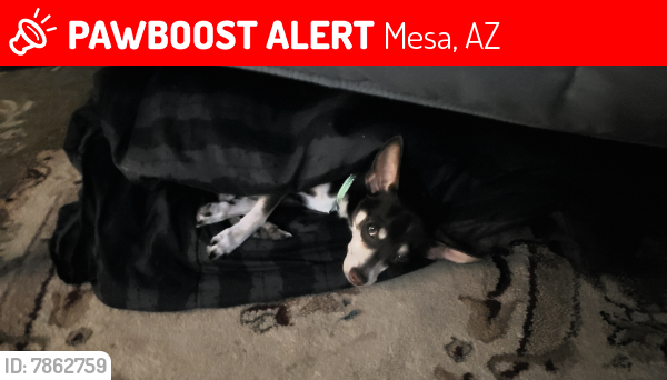 Lost Male Dog last seen Mesa, Az, Mesa, AZ 85203