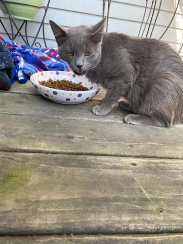 Found/Stray Unknown Cat last seen 95th Place And Nottingham, Oak Lawn, IL 60453