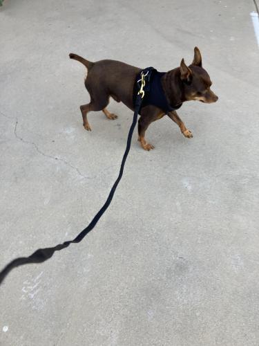 Found/Stray Female Dog last seen Ventura ave ,Ventura ca , Ventura County, CA 93022