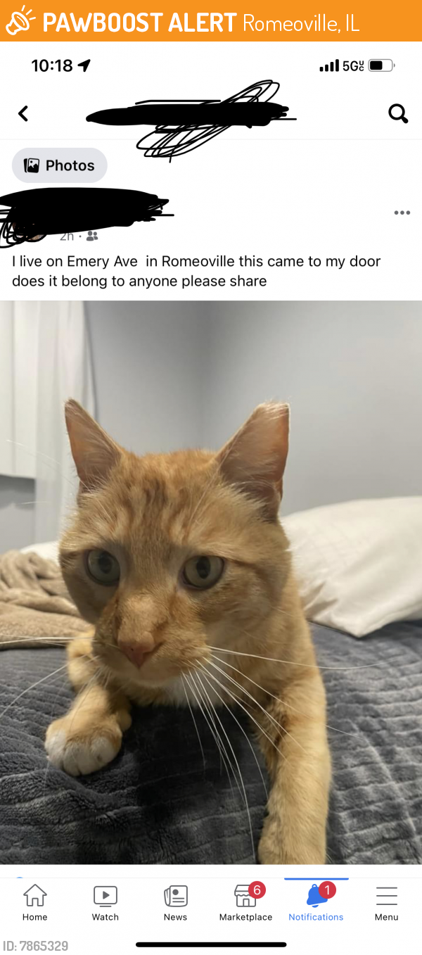 Found/Stray Unknown Cat last seen Emery, Romeoville, IL 60446