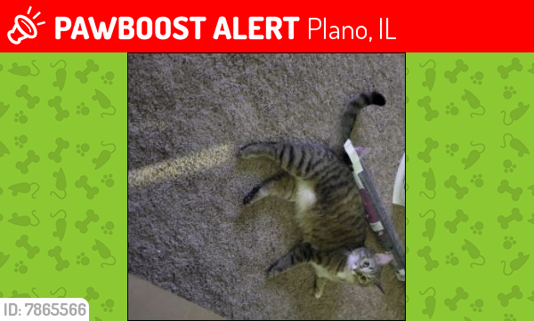 Lost Male Cat last seen Hoffman and Gregory Streets, Plano, IL 60545