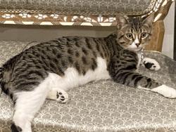 Lost Male Cat last seen Dearborn Street and Andasol Avenue, Los Angeles, CA 91325