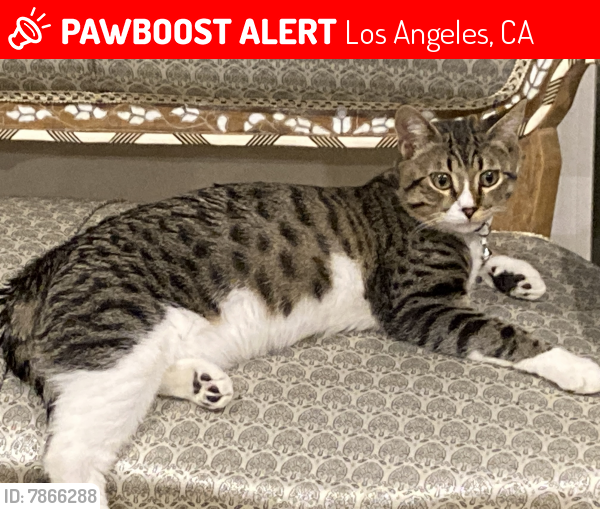 Lost Male Cat last seen Dearborn Street and Andasol Avenue, Los Angeles, CA 91325