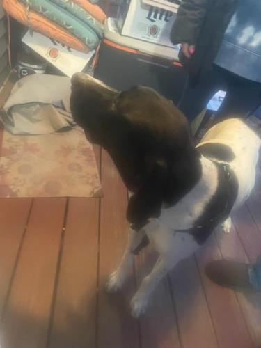 Found/Stray Male Dog last seen Highland and berlin, Joliet, IL 60435