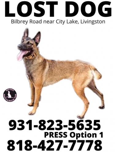 Lost Female Dog last seen Bilbrey Road/hwy 111, Livingston, TN 38570