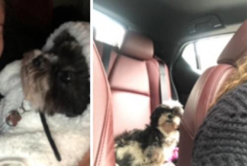 Lost Female Dog last seen Armitage and Spaulding ave Chicago il, Chicago, IL 60647