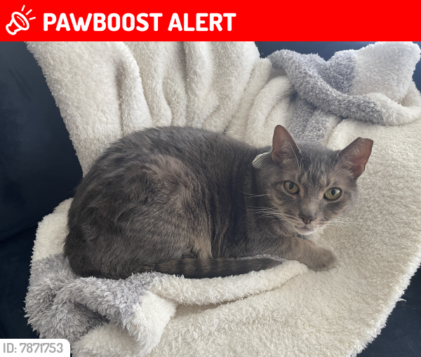 Lost Male Cat last seen Callan Blvd and King Dr, South San Francisco, CA 94080