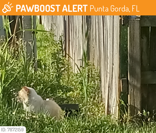 Found/Stray Cat in Punta Gorda, FL 33950 (ID 7872159) PawBoost