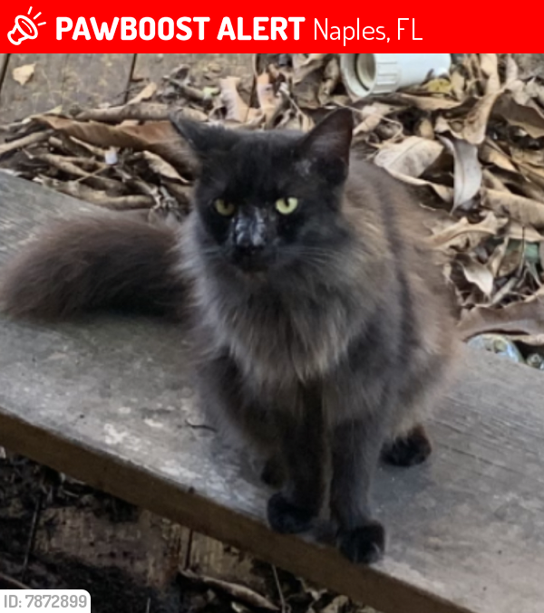 Lost Male Cat last seen Bayshore and Karen dr, Naples, FL 34112