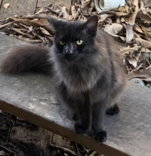 Lost Male Cat last seen Bayshore and Karen dr, Naples, FL 34112
