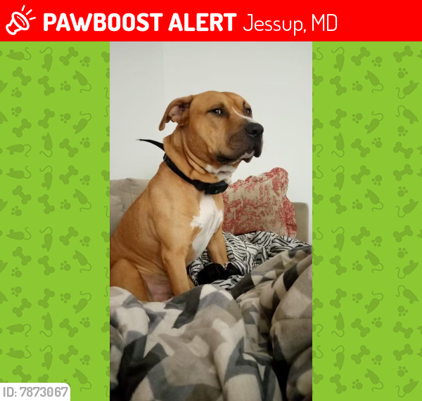 Lost Male Dog last seen Near and 295, Jessup, MD 20794