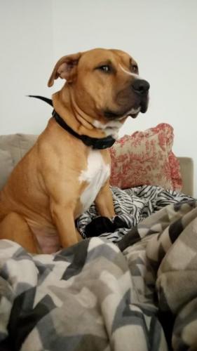 Lost Male Dog last seen Near and 295, Jessup, MD 20794