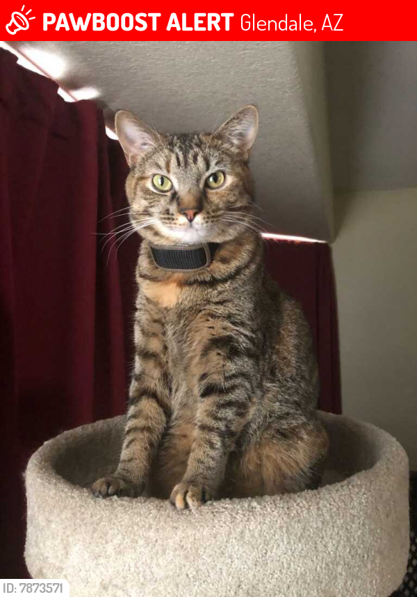Lost Female Cat last seen 43rd ave and happy valley, Glendale, AZ 85310