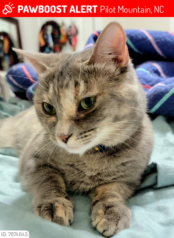 Lost Female Cat in Pilot Mountain, NC 27041 Named Nola Laveau (ID