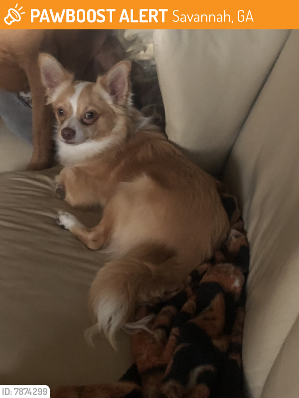 Found/Stray Male Dog last seen Ogeechee and 17, Savannah, GA 31405