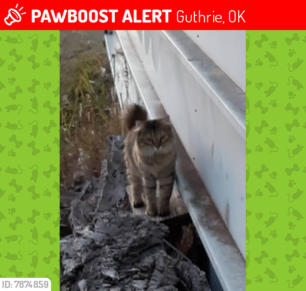 Lost Female Cat last seen Anderson & College, Guthrie, OK 73044
