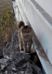 Lost Female Cat last seen Anderson & College, Guthrie, OK 73044