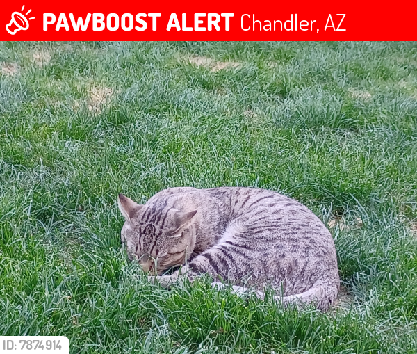 Lost Male Cat last seen Cooper And Pecos, Chandler, AZ 85286