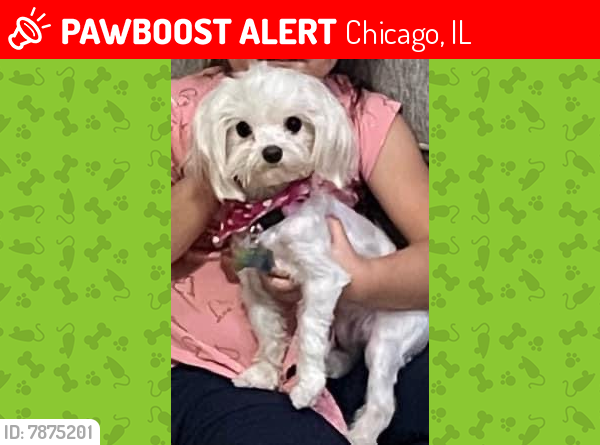 Lost Female Dog last seen Archer and 53, Chicago, IL 60638