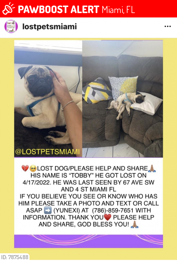 Lost Female Dog last seen Near SW y Flagler, Miami, FL 33144
